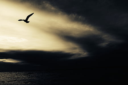 animal, bird, cloudy, flying, ocean, silhouette, sky
