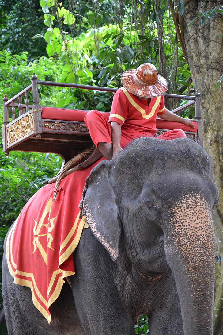 elephant, tourist, animal
