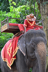 Слон, Турист, животное