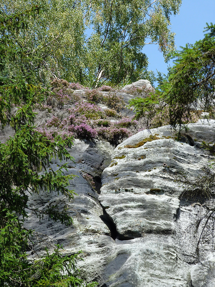 roca, flores, Teplice, Bohemia, naturaleza, planta, piedra