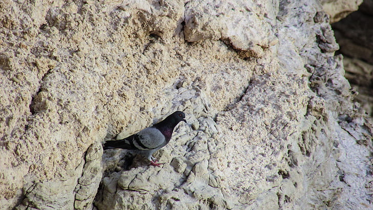 Wild pigeon, vách đá, Rock, Thiên nhiên, động vật hoang dã, bờ biển đá, Ayia napa