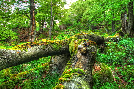 forest, green, nature, trees, wood, log, natural tree trunk