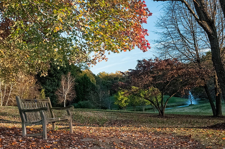 Outono, natureza, Parque, temporada, colorido, paisagem, árvore