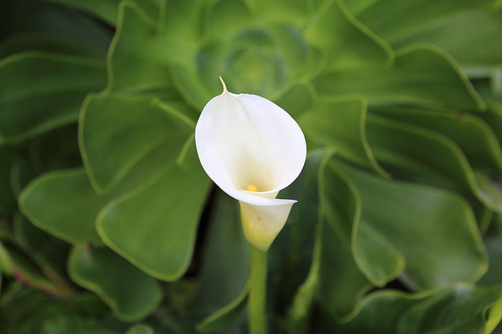 Calla lily, bunga, Lily, Taman, alam, hijau, putih