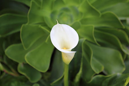Calla lily, blomst, Lily, hage, natur, grønn, hvit