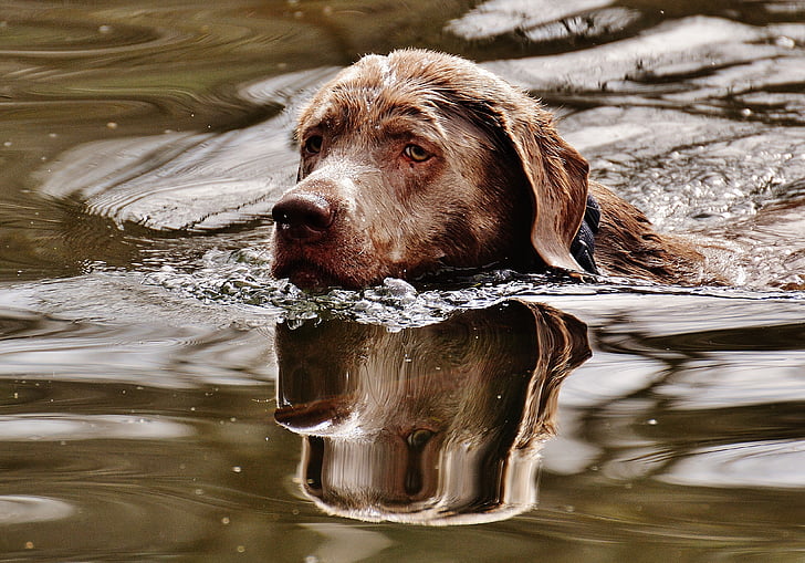 šuo, plaukti, šlapiame kelyje, vandens, juokingas, mielas, gyvūnų