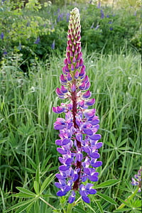 flower, lupinus polyphyllus, plant, nature, blossom, bloom, large-leaved lupine