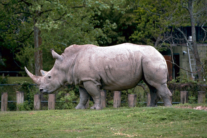rhino, rhinoceros, white, wildlife, nature, horns, walking