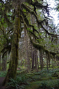 EUA, Amèrica, arbre, Parc Nacional Olímpic, Washington, selva HOH, Selva