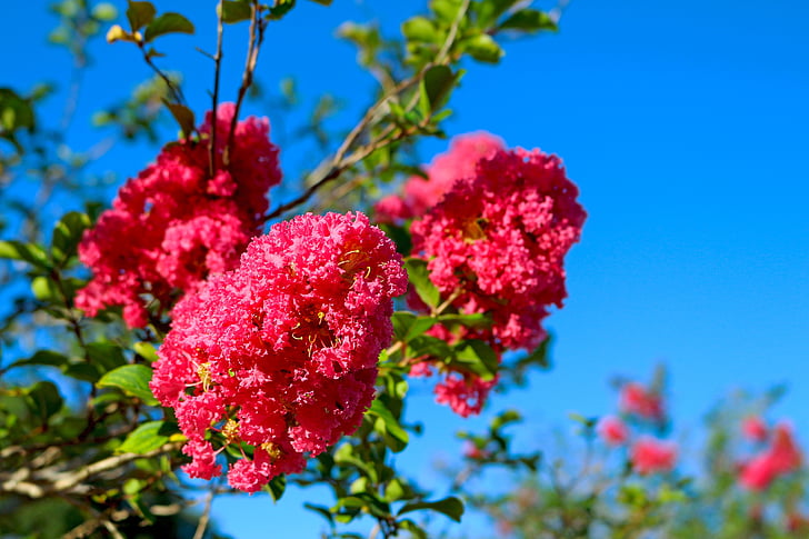 blommor, Lagerstroemia indica, Myrtle, blomma crepe, träd, rosa blommor, crepe myrten