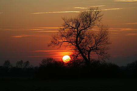 puesta de sol, árbol, abendstimmung, Crepúsculo, sol, al atardecer, silueta