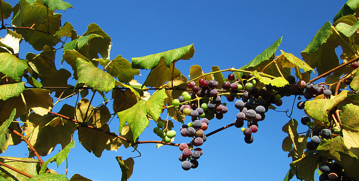 Vineyard, viinamarjad, veinikelder