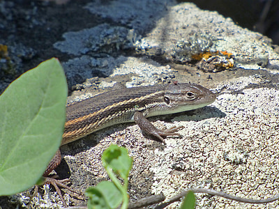lizard, sargantana rock, hide, scales, reptile