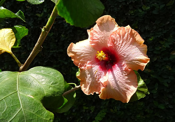 hibisco, pêssego, flor, rosa-sinensis, rosa da China, Flora, Dharwad