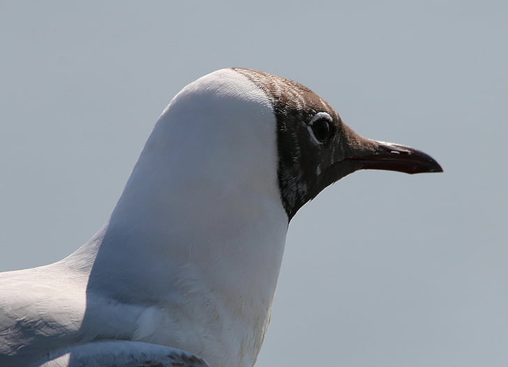 burung camar, hitam menuju gull, chroicocephalus ridibundus, spesies, Gull spesies, burung air, hewan