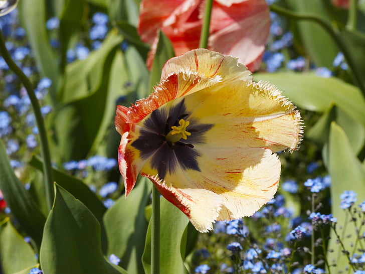 Tulip, Tulip yang dikitari, bunga, musim semi, alam, berbunga, Tulip musim semi