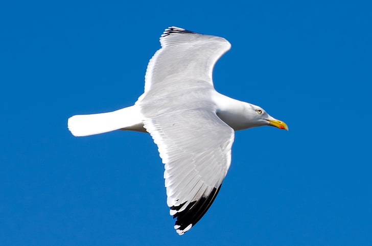 seagull, bird, white, sea, gull, sky, background