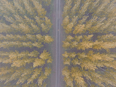 nature, landscape, woods, forest, trees, aerial, road