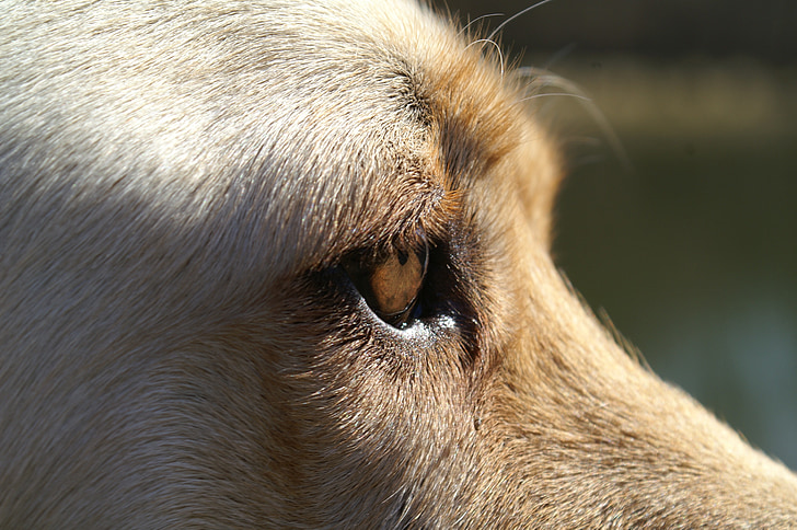 cão, olho, fechar, Labrador