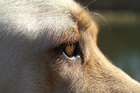 hond, oog, sluiten, Labrador