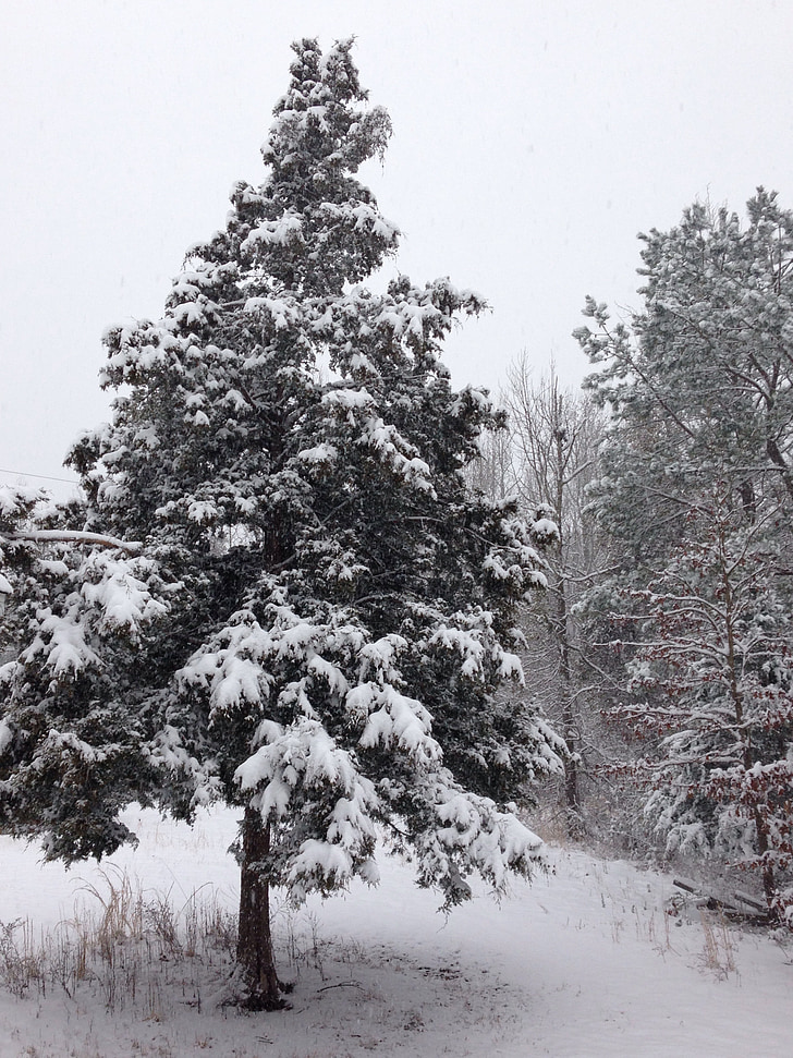 vinter, sne, Cedar