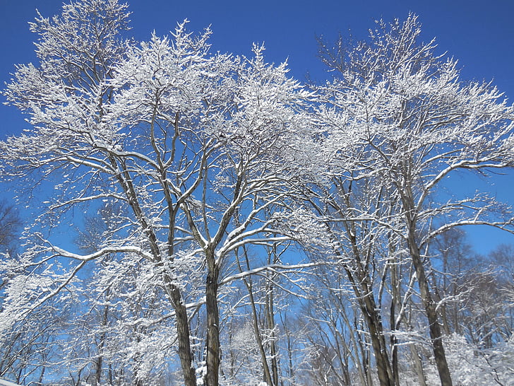 sneg, drevo, pozimi, nebo, podružnica, januarja, narave