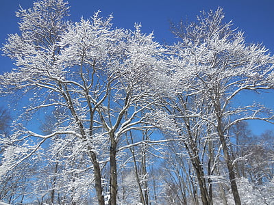nieve, árbol, invierno, cielo, rama, enero, naturaleza