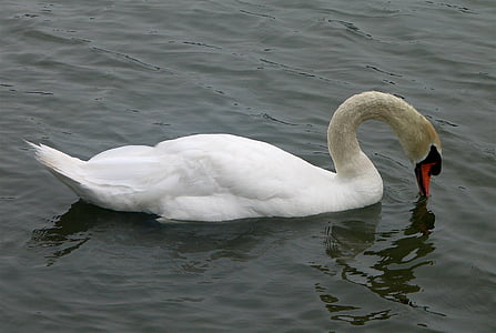 swan, mute, bird, water, cygnus olor, drinking, elegance