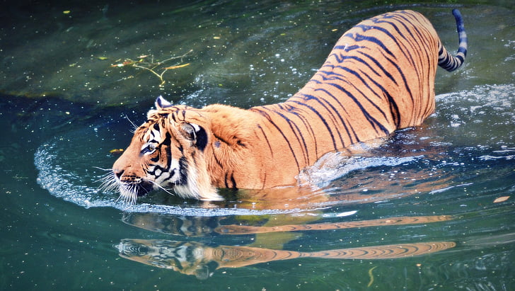 živali, mačka, zver, sesalec, barva, Tiger, velik tiger