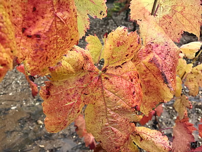 winegrowing, wine, landscape, vine, autumn, wine leaf