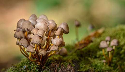 mushrooms, forest, moss, macro, close, nature, autumn