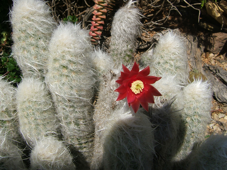 Espostoa, cactus, flor, suculentes, planta