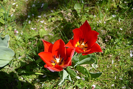 tulipaner, hage, blomster, våren, natur, Flora, blomst
