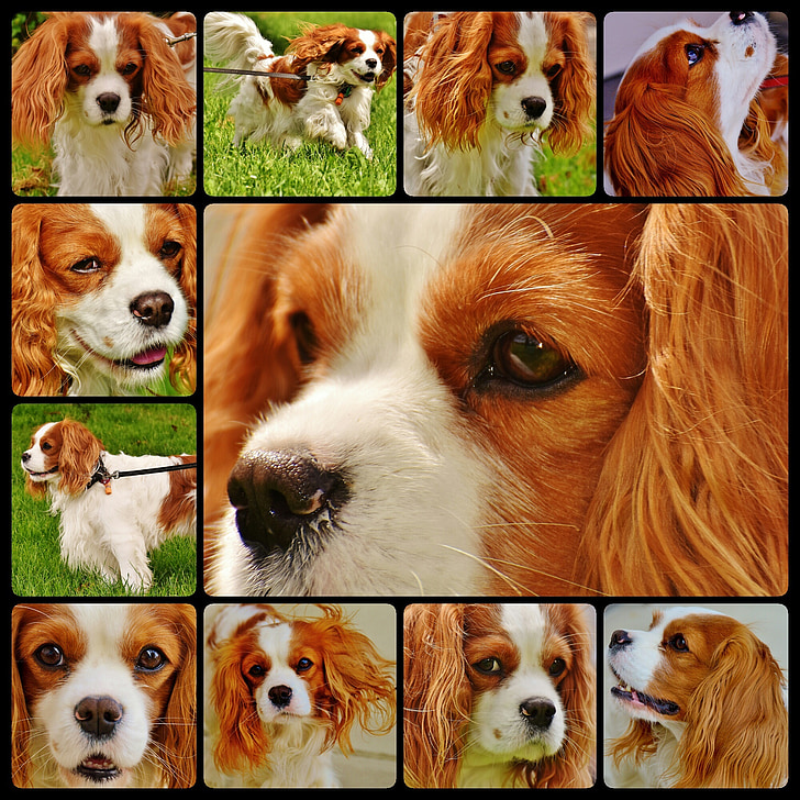 hond, Cavalier king charles-spaniël, Collage, grappig, huisdier, dier, bont