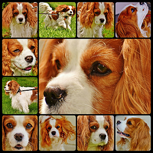 hund, Cavalier king charles spaniel, Collage, Sjov, Pet, dyr, Fur