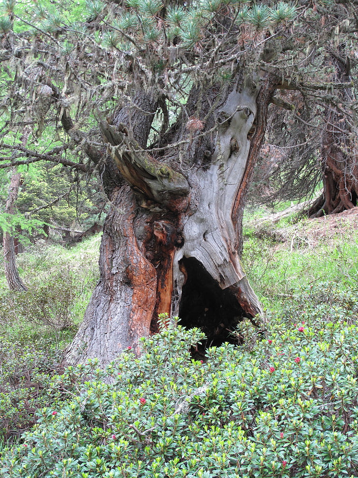 urskoven, gamle træ, Schweiz
