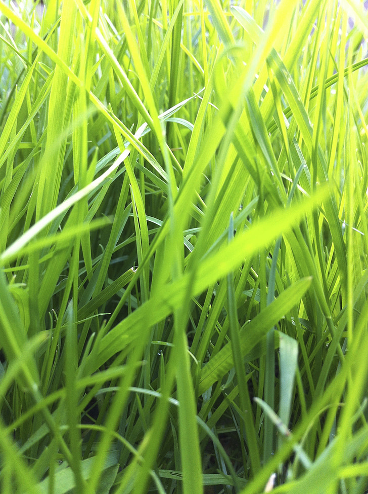 Grün, Grass, Landschaft