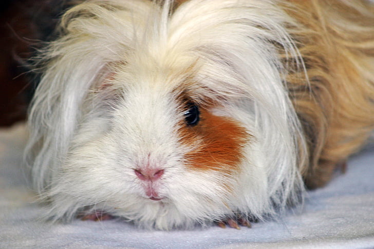 guinea pig, lunkarya, long haired guinea pigs, white red black, lure, from the front, close