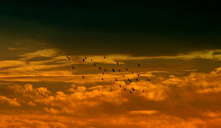 západ slnka, Sky, Cloud, vtáky, červená, lietanie, Príroda