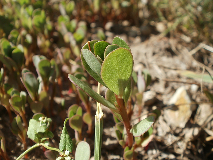 portulaca oleracea, postelein, kleine Berenklauw, Flora, plant, plantkunde, soorten