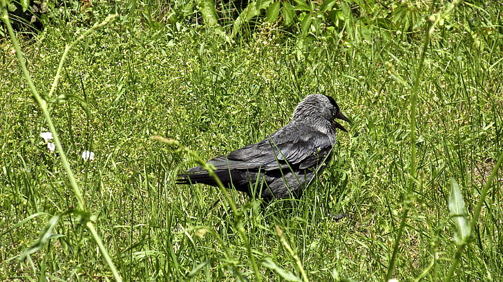 lind, loodus, looma, Wildlife, Feather, Õues