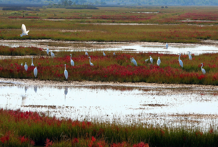 great white herons, scattering, sedge, siege, waterfowl, cranes, wetlands