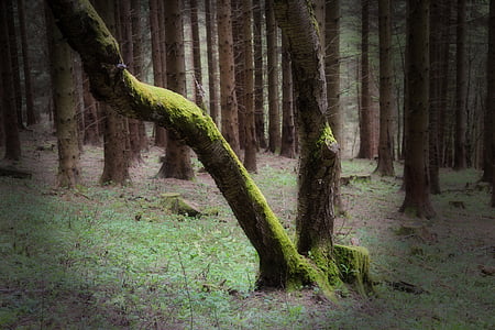 metsa, roheline, puud, loodus, vana puu, Moss