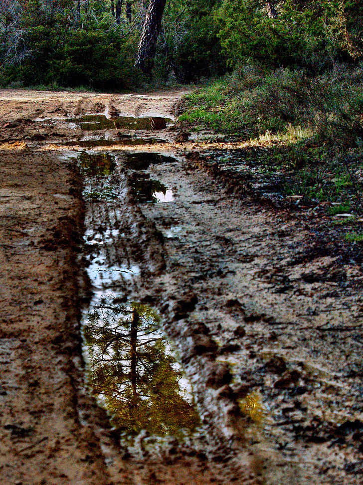 reflection, path, mud, nature, track, forest track, water