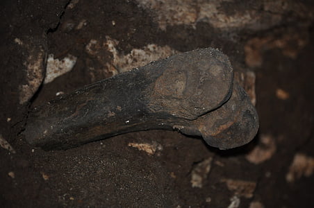 кост, изкопаеми, prahistoria, Пещерата