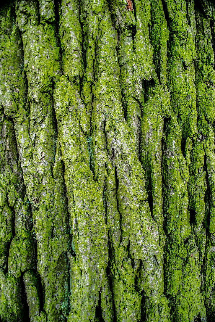 barken, treet, Moss, grønn, skog