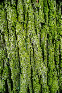 the bark, tree, moss, green, forests