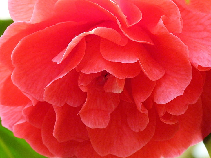 rose, rose blooms, flower, pink, nature, close, close-up