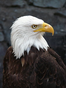 Raptor, águila, águila de los pescados, pigargue, naturaleza, pájaro, águila calva
