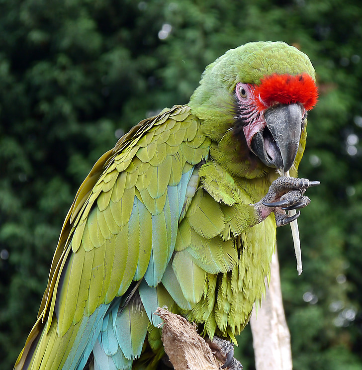 Macaw, papegoja, fågel, fluga, vingar, fjäder, vilda djur